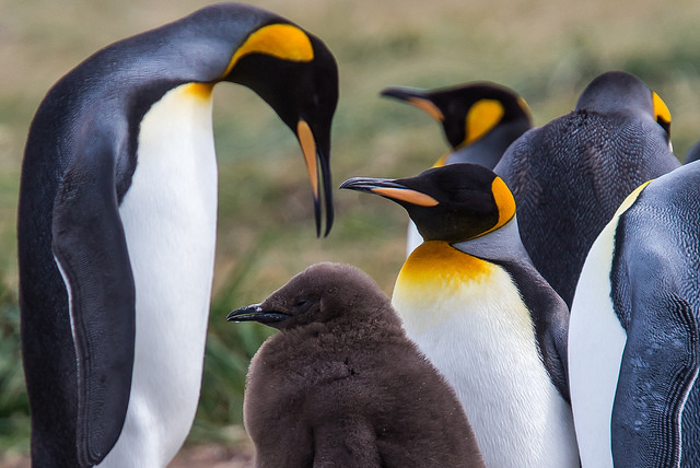 Celebrate World Penguin Day With 15 Facts about Penguins in Chile