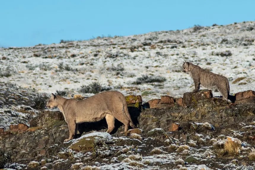 two pumas in Torres del Paine in winter