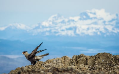 EcoCamp Caracara