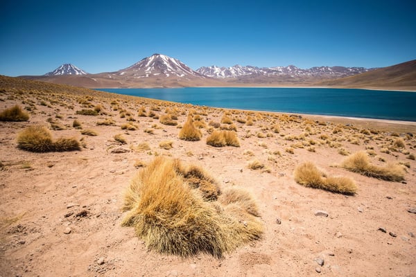 Laguna Miscanti - Atacama Desert