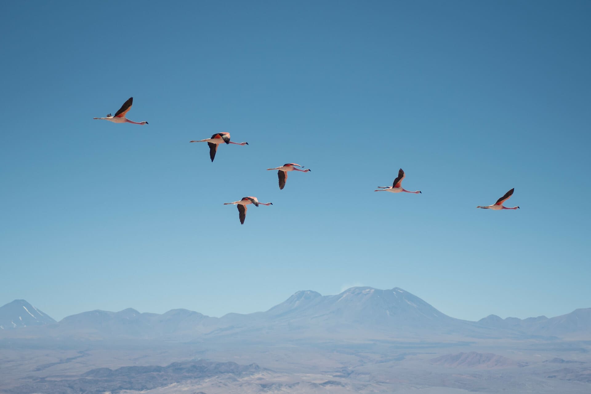 Birds Atacama Desert