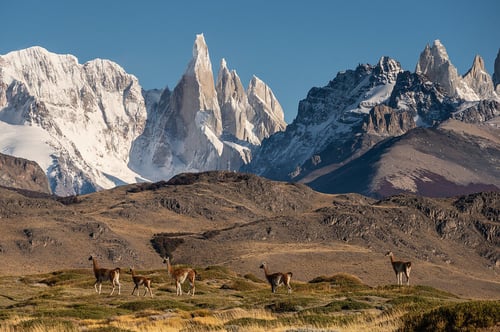 Guanacos in El Chalten