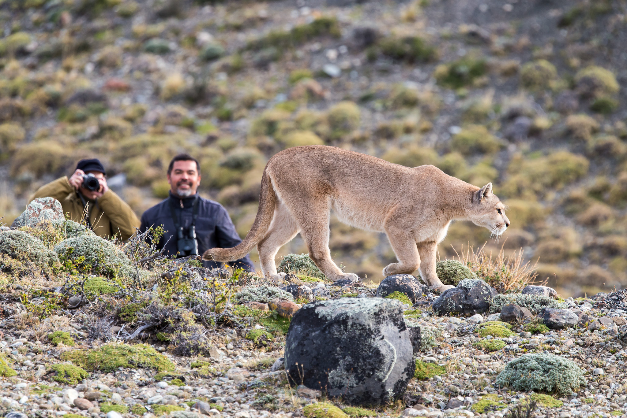 3 pumas