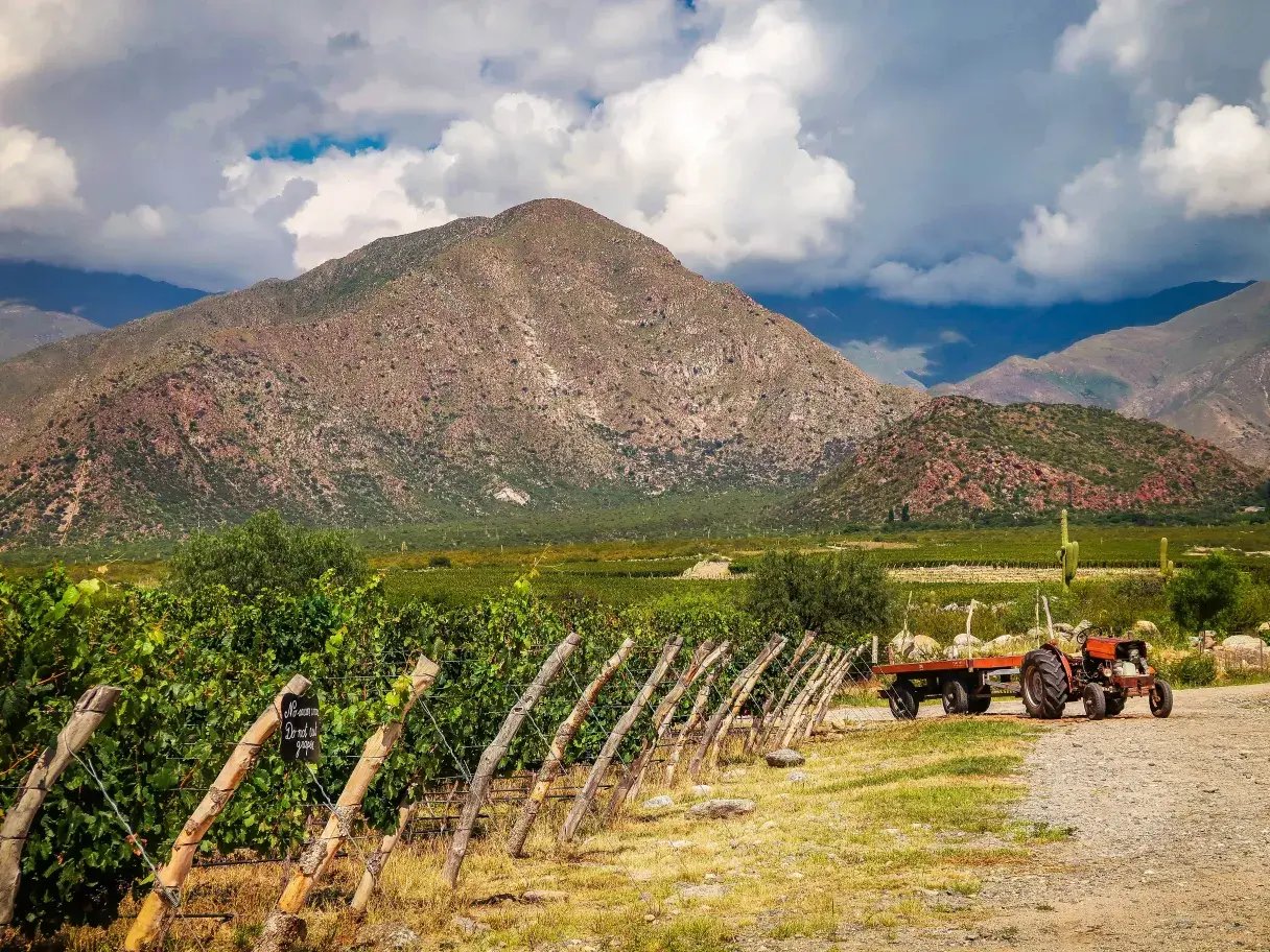 Salta+-+vineyards