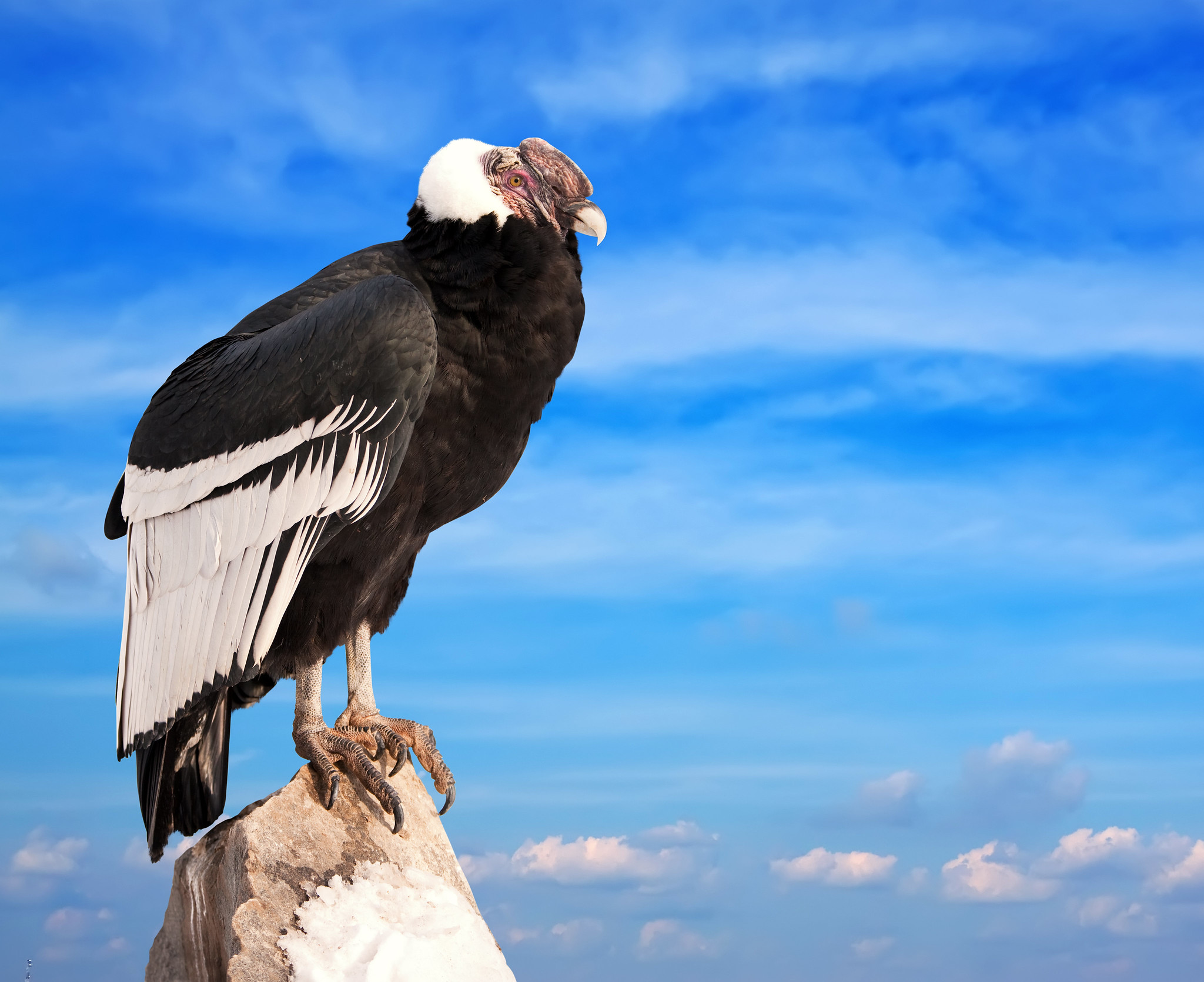 andean condor size