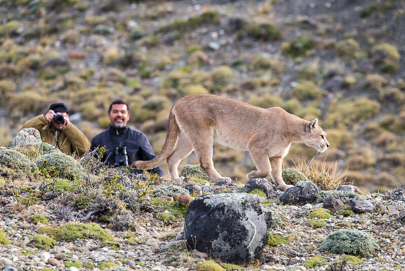 puma tracking