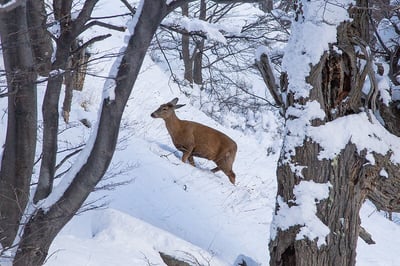 winter huemul