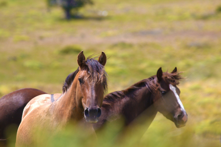 Patagonian Wild Horses1