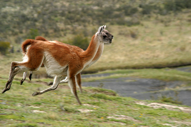 5 Fascinating Facts About Guanacos