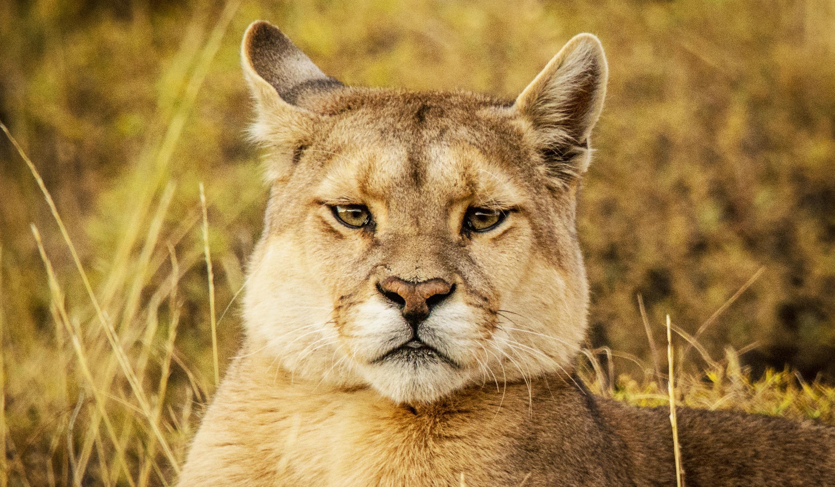 Patagonia Puma Tracking Wildlife Discovery Adventure - Cascada Expediciones