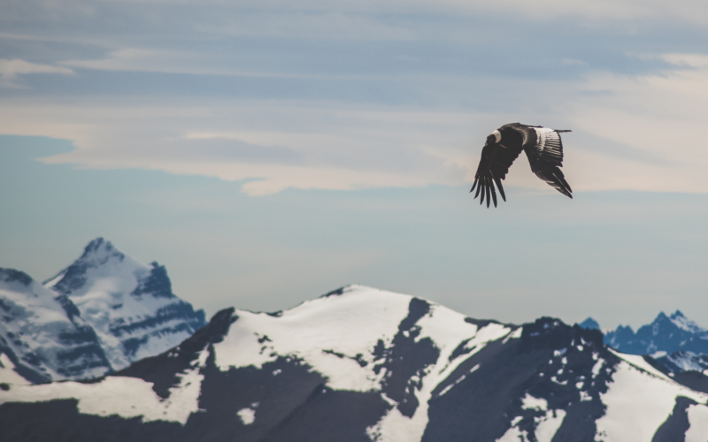 Wildlife in Chile: Where to see a Condor